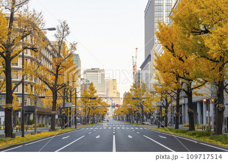 秋の大阪　御堂筋の黄葉したイチョウ並木　 109717514
