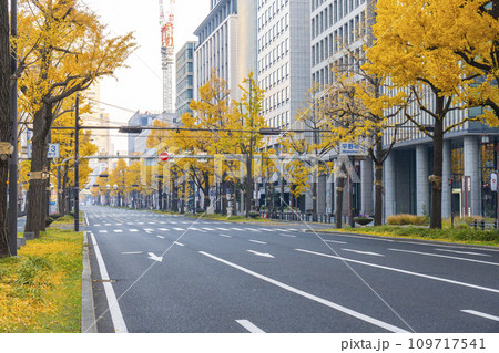 秋の大阪　御堂筋の黄葉したイチョウ並木　 109717541