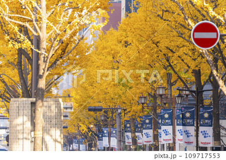 秋の大阪 御堂筋の黄葉したイチョウ並木 秋の大阪 御堂筋の黄葉したイチョウ並木 109717553