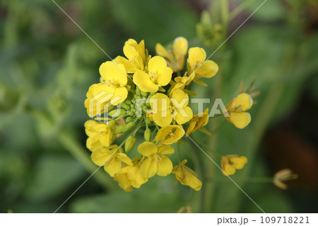 菜の花 菜の花 109718221