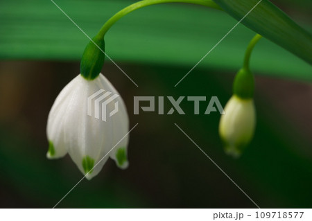 おおまつゆきそうの花 109718577