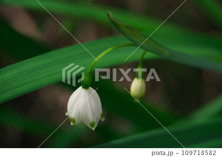 おおまつゆきそうの花 109718582