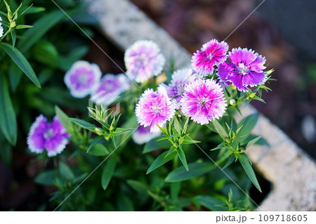 プランターに咲いたセキチクの花 109718605