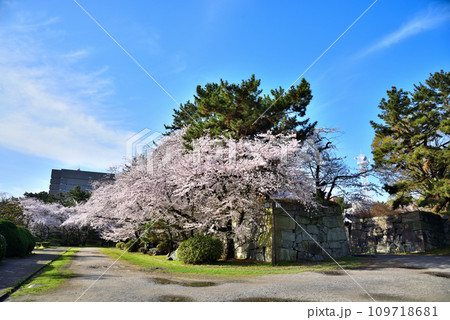 《愛知県》春の晴れた日の名古屋城二之丸大手二之門の満開の桜 109718681