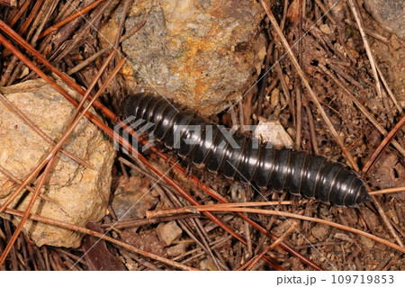 生き物 ヤスデ ホルストアマビコヤスデ、秋の山原で。夜ブラックライトを当てると光るそうです 生き物 ヤスデ ホルストアマビコヤスデ、秋の山原で。夜ブラックライトを当てると光るそうです 109719853