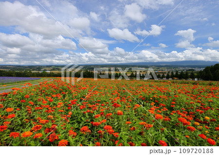 北海道空知郡上富良野町　丘に広がるオレンジの百日草畑と青空に雲の景色 109720188