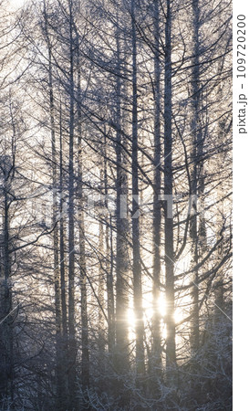 森の霜　（恩原高原） 109720200