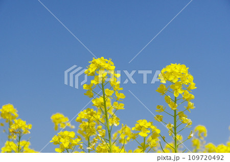 青空に映える菜の花 青空に映える菜の花 109720492