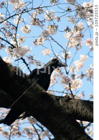カラスと桜 カラスと桜 109720553