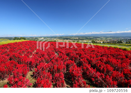 北海道空知郡上富良野町 丘に広がる赤いケイトウ畑と十勝岳連峰 北海道空知郡上富良野町 丘に広がる赤いケイトウ畑と十勝岳連峰 109720556