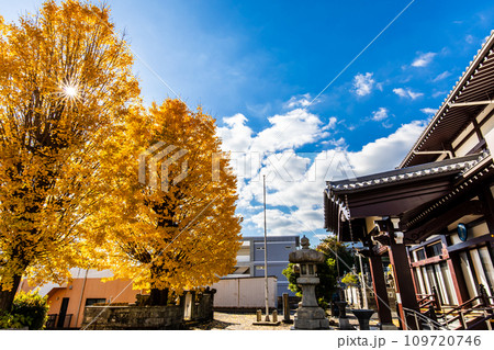 永昌寺の大イチョウの紅葉 【長崎市】 永昌寺の大イチョウの紅葉 【長崎市】 109720746