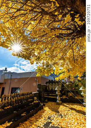 永昌寺の大イチョウの紅葉 【長崎市】 永昌寺の大イチョウの紅葉 【長崎市】 109720751