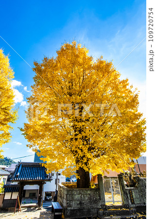 永昌寺の大イチョウの紅葉 【長崎市】 永昌寺の大イチョウの紅葉 【長崎市】 109720754