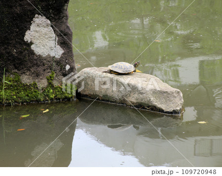 哲学堂公園の菖蒲池に住む亀　東京都中野区松が丘 109720948
