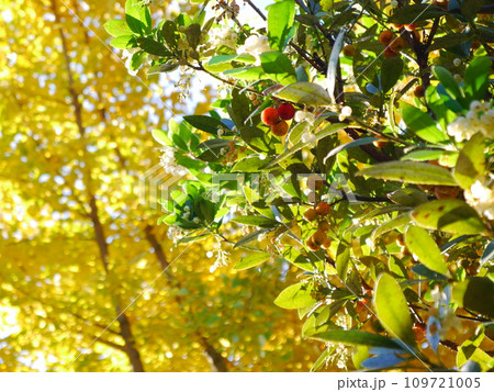 姫苺の木　ヒメイチゴノキ 109721005