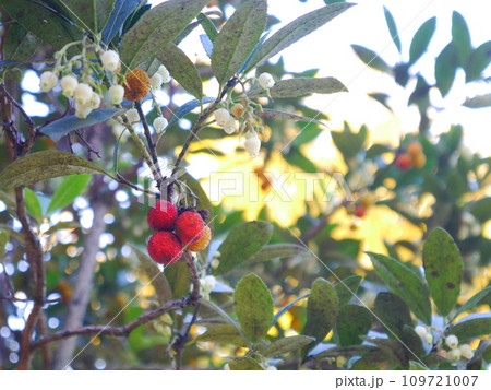 姫苺の木　ヒメイチゴノキ 109721007