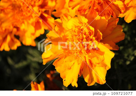マリーゴールド 109721077
