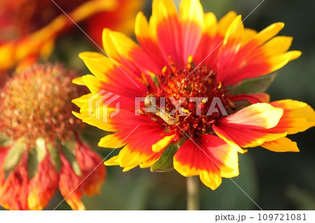 天人菊 109721081