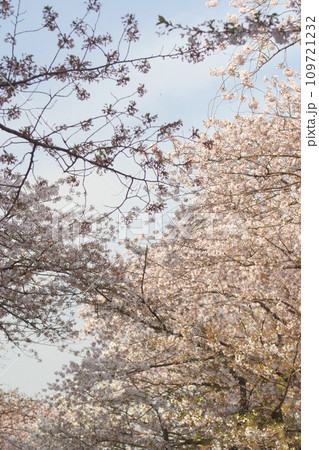 桜 染井吉野 桜 染井吉野 109721232