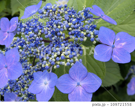 哲学堂公園に咲く額紫陽花　東京都中野区松が丘 109721558