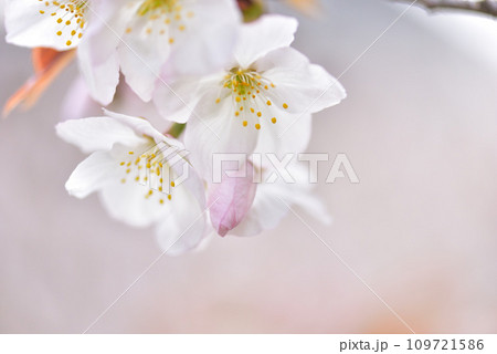 《京都市》世界遺産仁和寺に咲く満開の御室桜 109721586