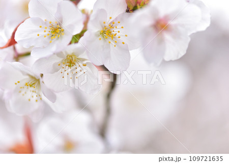《京都市》世界遺産仁和寺に咲く満開の御室桜 109721635