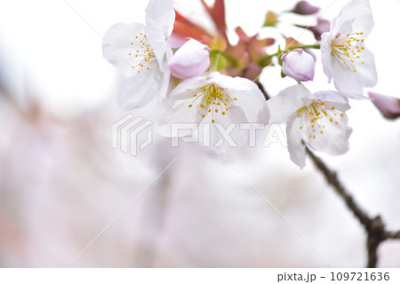 《京都市》世界遺産仁和寺に咲く満開の御室桜 109721636