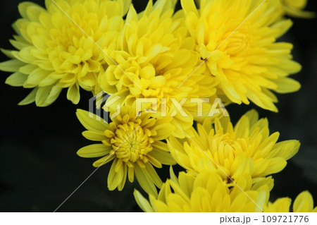 黄色い菊 黄色い菊 109721776