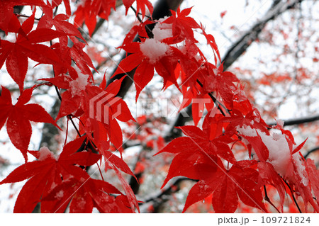 冠雪の紅葉、イメージ 109721824