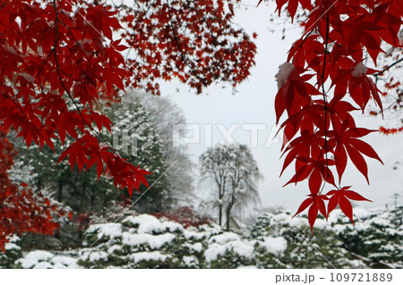 紅葉と雪が同居する景色、イメージ 紅葉と雪が同居する景色、イメージ 109721889
