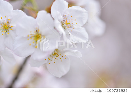 《京都市》世界遺産仁和寺に咲く満開の御室桜 《京都市》世界遺産仁和寺に咲く満開の御室桜 109721925