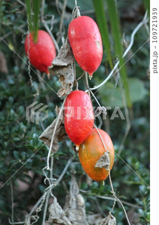 からすうり 109721939