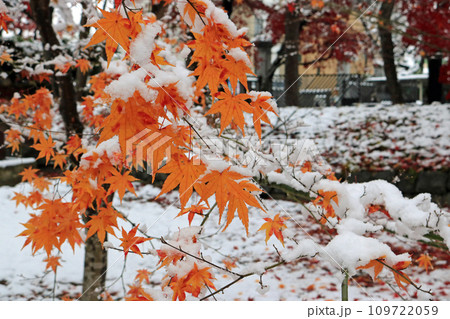 冠雪の紅葉、イメージ 109722059