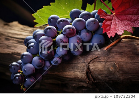 Ripening of red vines for wine production 109722204