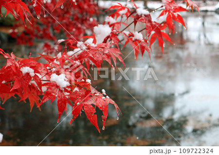 冠雪の紅葉、イメージ 109722324
