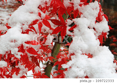 冠雪の紅葉、イメージ 冠雪の紅葉、イメージ 109722333