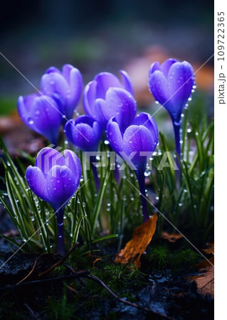 Spring flowers of blue crocuses with drops of water Spring flowers of blue crocuses with drops of water 109722365