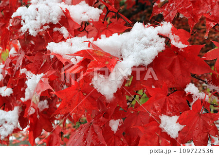 冠雪の紅葉、イメージ 冠雪の紅葉、イメージ 109722536