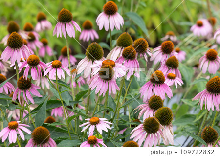 ムラサキバレンギクの花が開花　別名；エキナセアまたはエキナケア（学名：Echinacea purpu 109722832