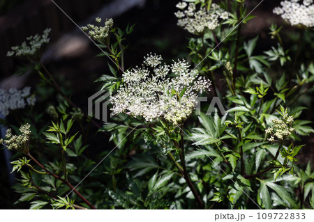 トウキ 学名:Angelica acutiloba 生薬名:トウキ(当帰) トウキ 学名:Angelica acutiloba 生薬名:トウキ(当帰) 109722833