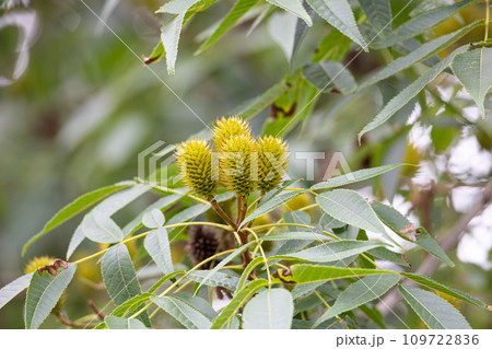 ノグルミ（野胡桃、学名 Platycarya strobilacea） 109722836