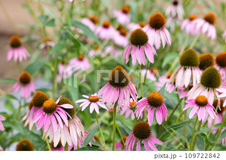ムラサキバレンギクの花が開花　別名；エキナセアまたはエキナケア（学名：Echinacea purpu 109722842