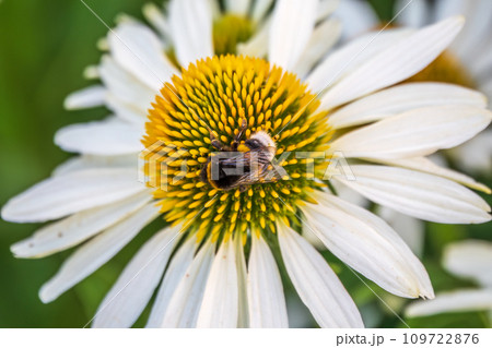 A closeup shot of a bee collecting pollen on a white echinacea flower 109722876