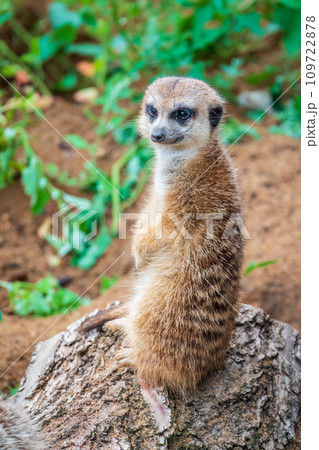 Meerkat, Suricata suricatta, on hind legs. Portrait of meerkat standing on hind legs with alert expression. Portrait of a funny meerkat sitting on its hind legs. 109722878