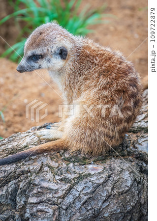 Meerkat, Suricata suricatta, on hind legs. Portrait of meerkat standing on hind legs with alert expression. Portrait of a funny meerkat sitting on its hind legs. 109722879