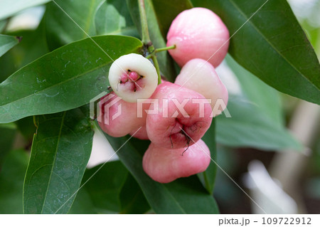 レンブ(蓮霧) (ジャワフトモモの果実)(学名:Syzygium samarangense) レンブ(蓮霧) (ジャワフトモモの果実)(学名:Syzygium samarangense) 109722912