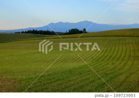 北海道上川郡美瑛町　赤麦の丘付近の丘陵地帯に広がる畑や草原などの風景 109723003