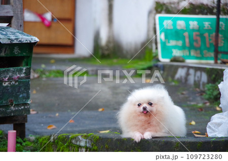 ゴミに紛れる子犬 ゴミに紛れる子犬 109723280