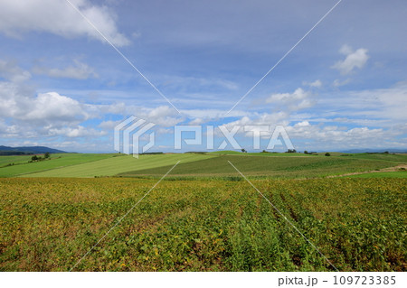北海道上川郡美瑛町　赤麦の丘付近の丘陵地帯に広がる畑や草原などと青空と雲の風景 109723385