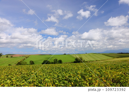 北海道上川郡美瑛町　赤麦の丘付近の丘陵地帯に広がる畑や草原などと青空と雲の風景 109723392